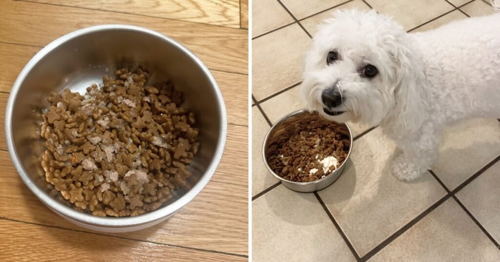 The best food for your dog depends on their size and age The best food for your dog depends on their size and age