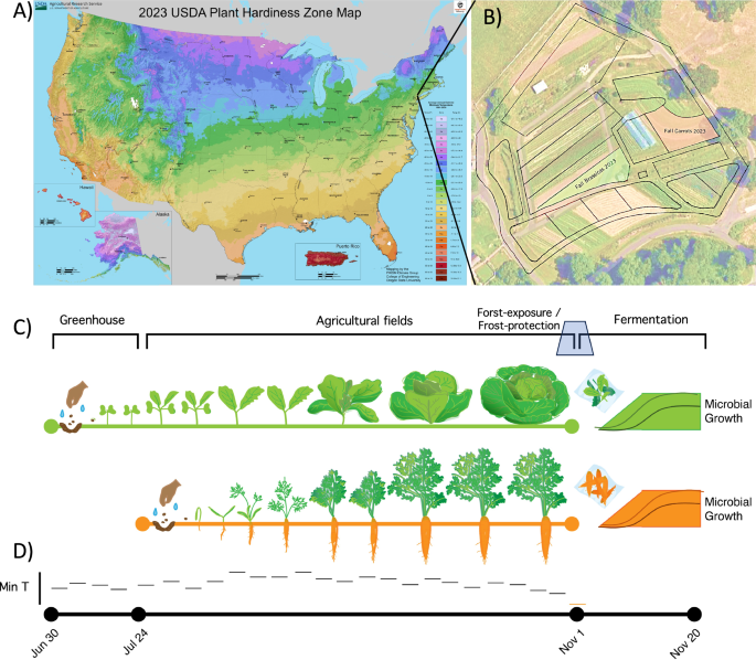 Seasonal frost improves probiotic and nutrient availability in fermented vegetables Seasonal frost improves probiotic and nutrient availability in fermented vegetables