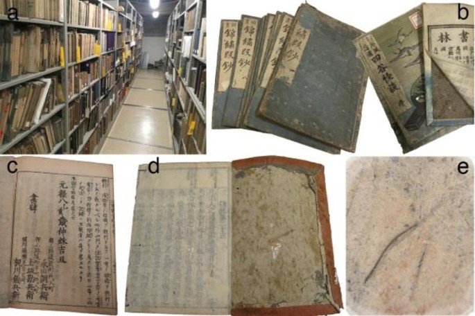 Book-embedded hair reveals mineral-rich diets among urban commoners in early modern to modern Japan Book-embedded hair reveals mineral-rich diets among urban commoners in early modern to modern Japan