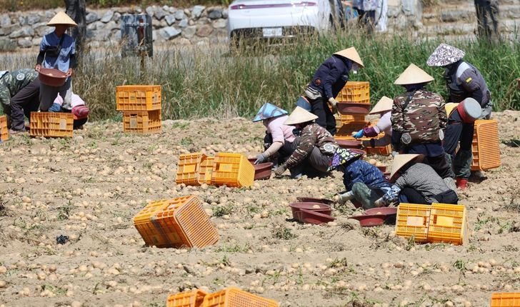 Foreign workers wearing traditional Vietnamese conical hats harvest potatoes at a rural village in Gangneung, Gangwon Province, July 23, 2025. Yonhap