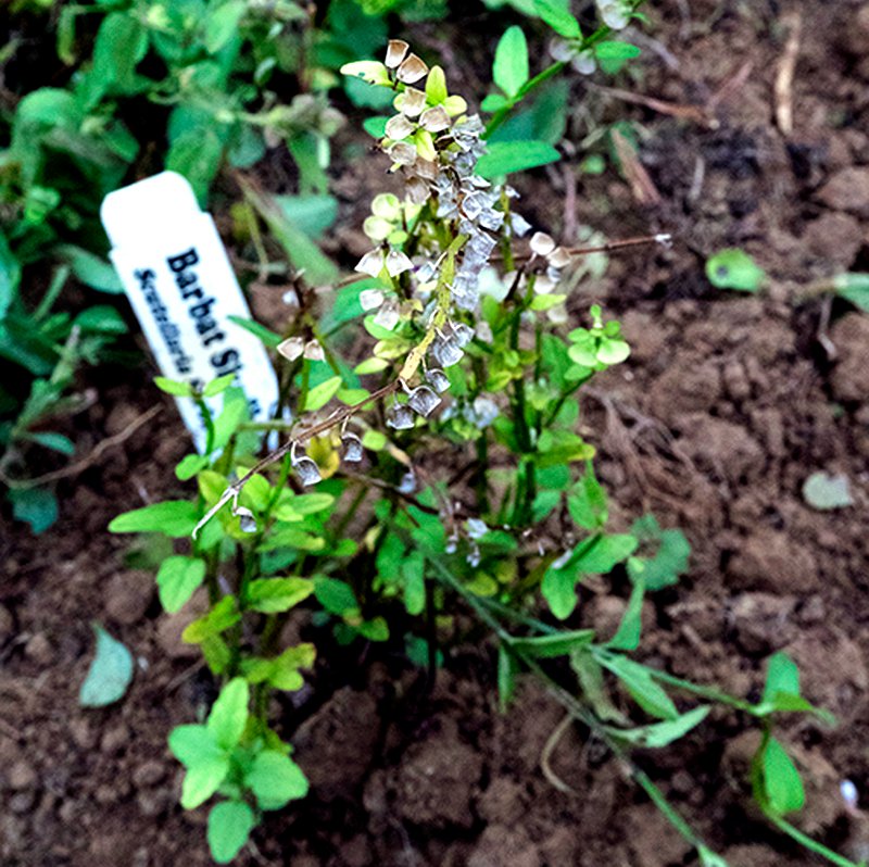 free plants barbat skullcap