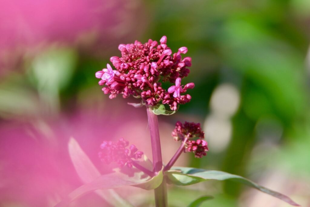 16 Medicinal Herbs You Can Grow 16 Medicinal Herbs You Can Grow