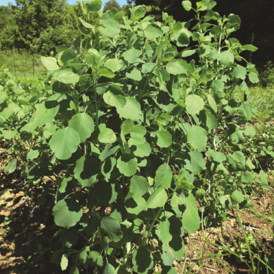 24 Best Crops to Grow in 2024: Fruits, Veggies & Herbs 24 Best Crops to Grow in 2024: Fruits, Veggies & Herbs