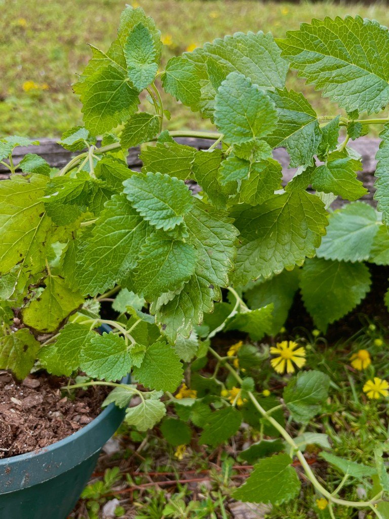 Lemon Balm Leaves Up Close