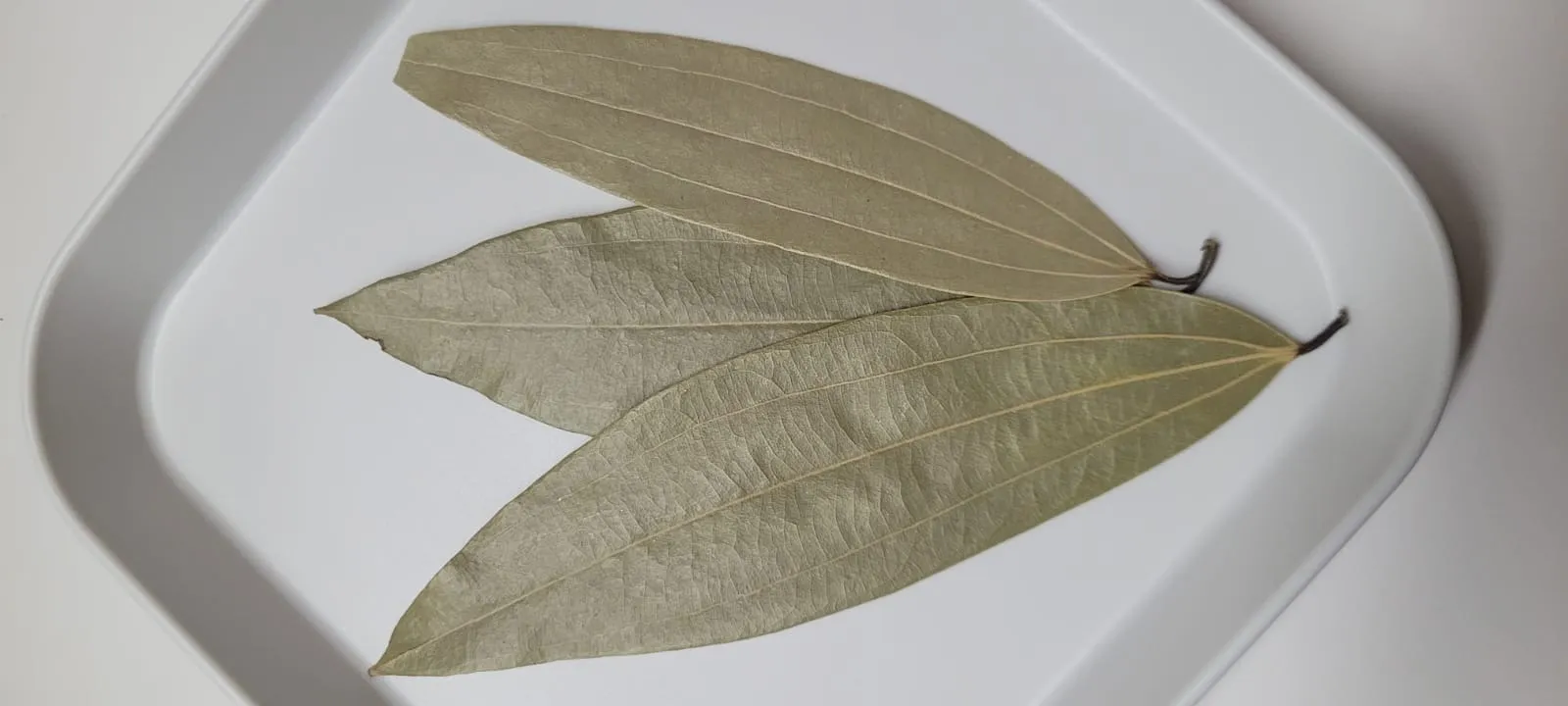 Bayleaf (1)