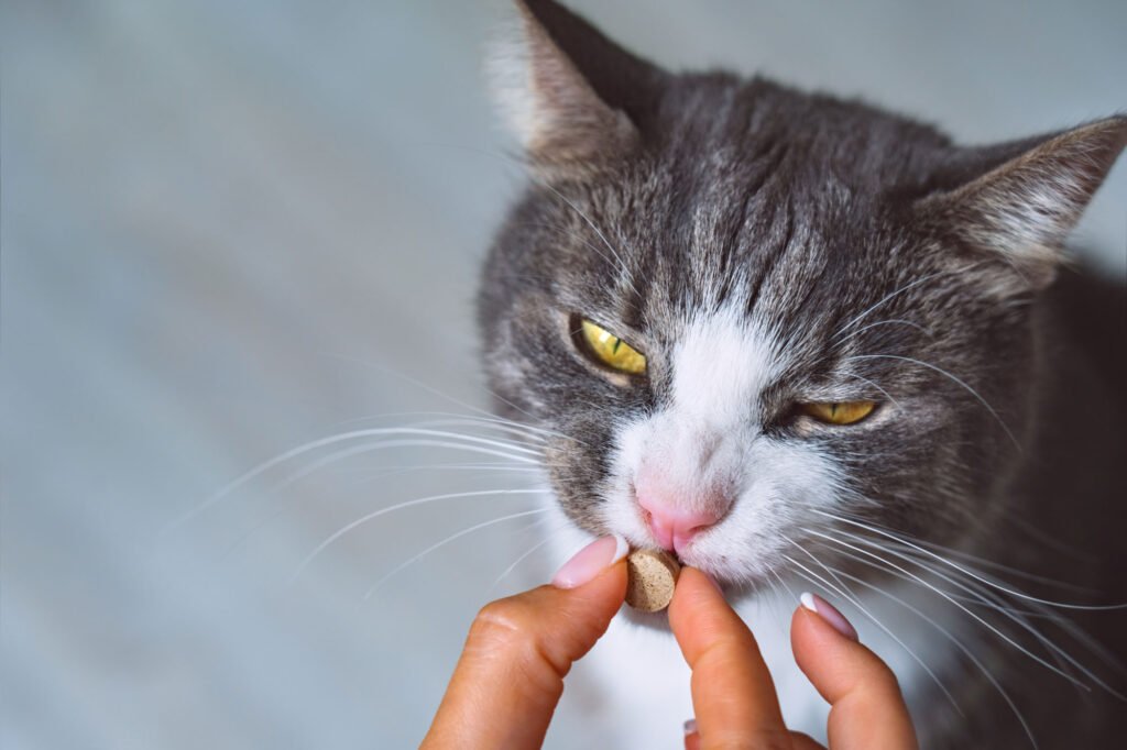 11 Best Cat Supplements in 2026, Vet Recommended