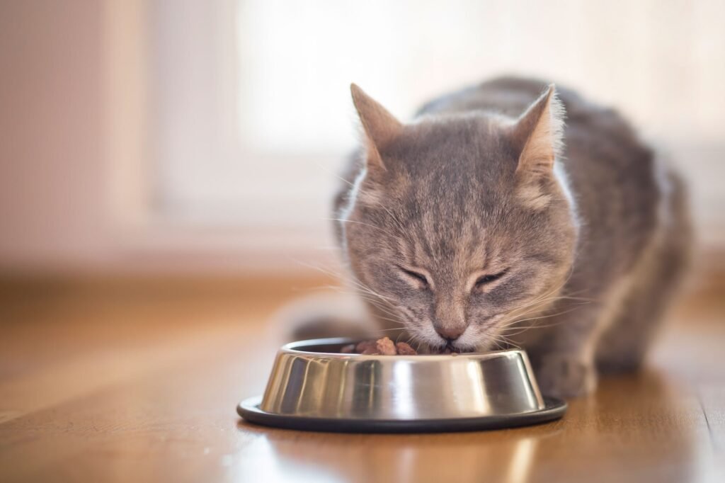 10 Best Wet Cat Foods in 2026, Recommended by Vets 10 Best Wet Cat Foods in 2026, Recommended by Vets