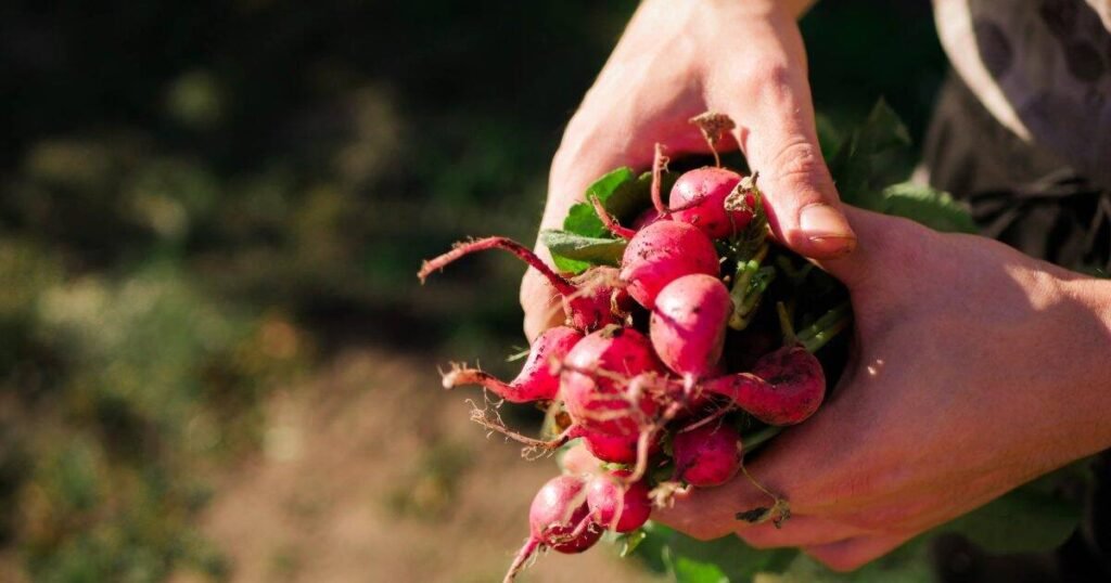 How to restore lost nutrients in vegetables