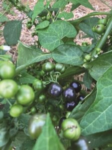 crops-for-2024