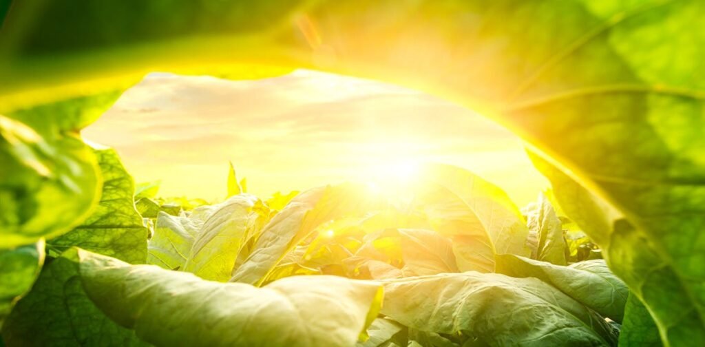 how the controversial plant could be used for good how the controversial plant could be used for good