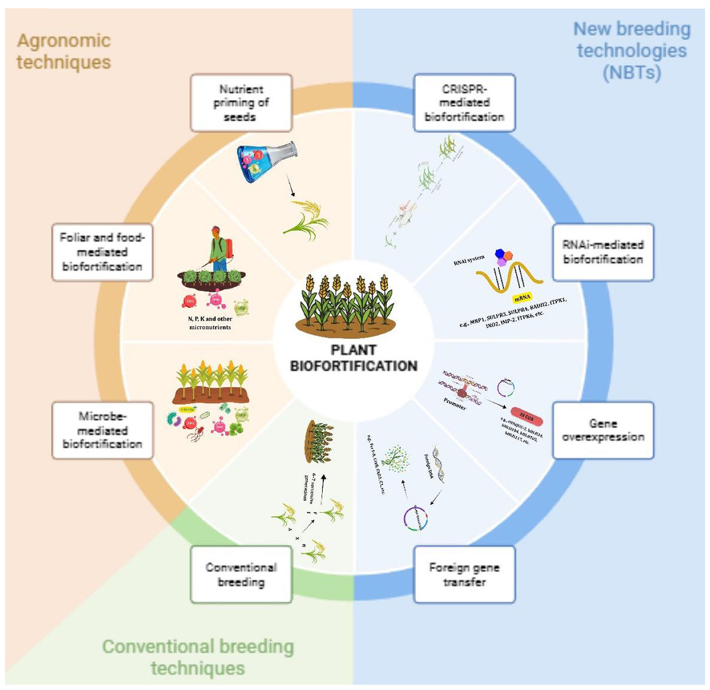 Frontiers | Microbial biofortification of fermented foods: a review of probiotic Frontiers | Microbial biofortification of fermented foods: a review of probiotic