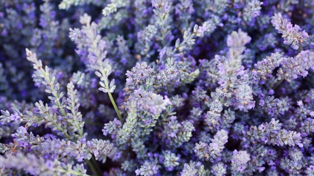 6 Lavender Benefits and How To Use It 6 Lavender Benefits and How To Use It