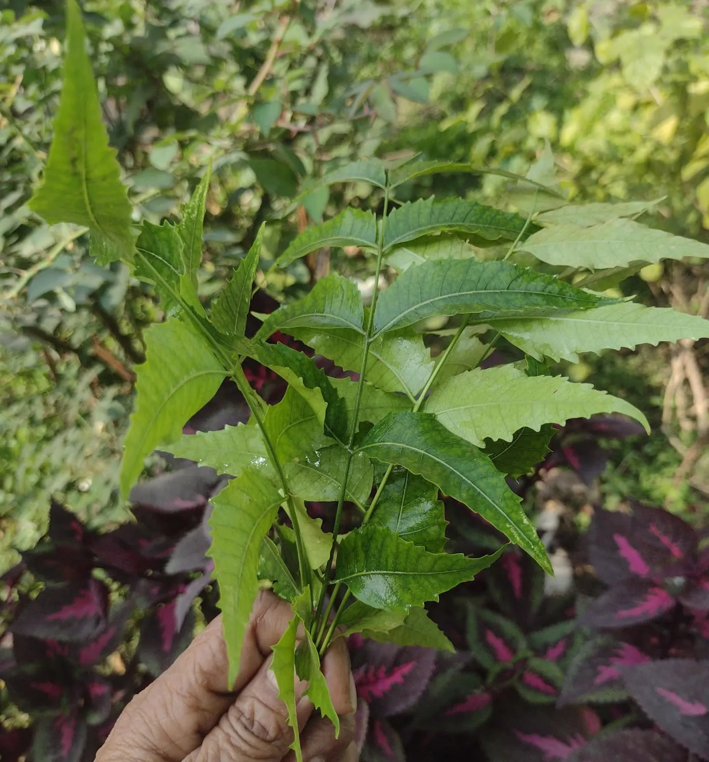 Neem (1)