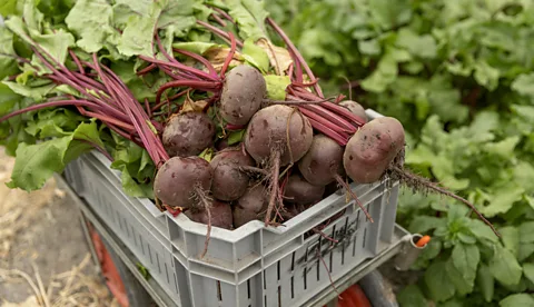 Getty Images Beetroot leaves are full of healthy compounds, but are often ignored or discarded (Credit: Getty Images)