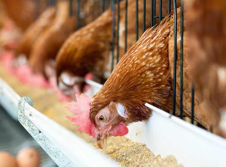 Organic trace minerals gain momentum in poultry feed Organic trace minerals gain momentum in poultry feed