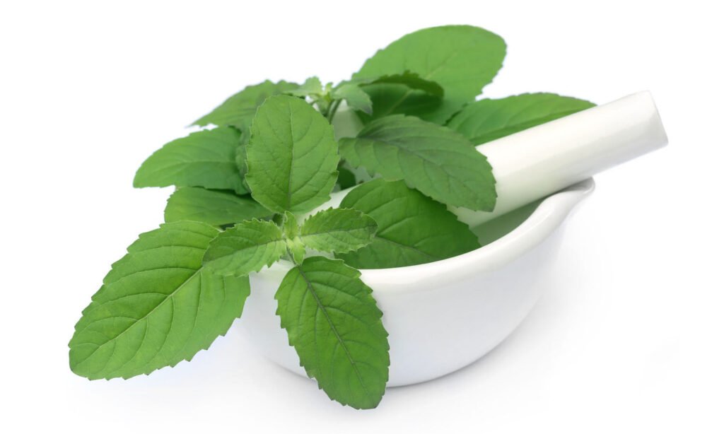 10 Best Medicinal Plants and Their Benefits To Our Body 10 Best Medicinal Plants and Their Benefits To Our Body
