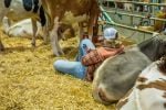 A person in a ball cap sits in straw bedding beside resting cattle in a barn pen. Photo: Pexels