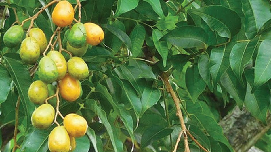 Researchers endorse local herb for cancer treatment Researchers endorse local herb for cancer treatment