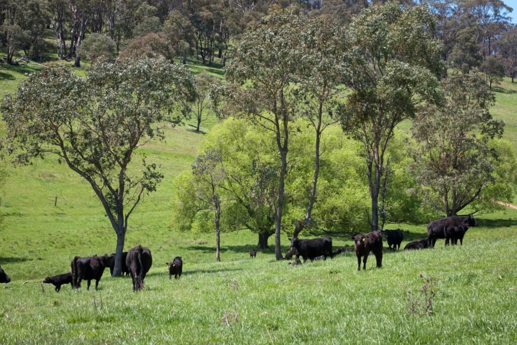 The power of selenium in livestock The power of selenium in livestock