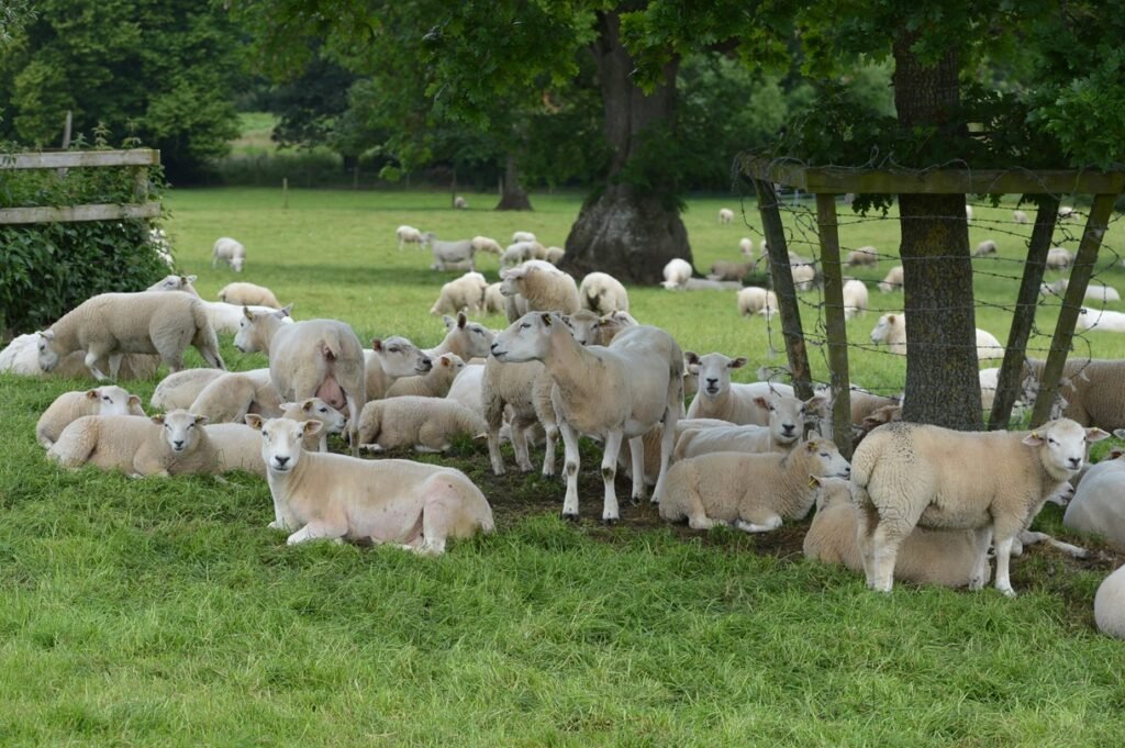 Mineral deficiencies that quietly reduce lamb growth Mineral deficiencies that quietly reduce lamb growth
