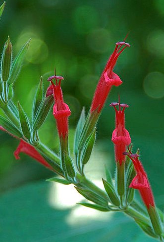 Wild Medicine: Herbal Healing Wild Medicine: Herbal Healing
