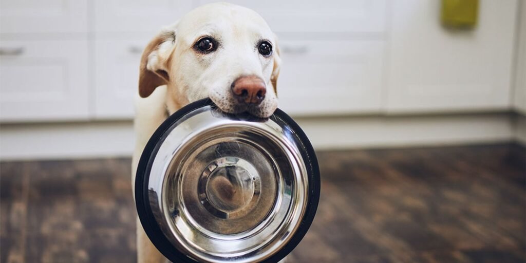 The best cheap dog foods, according to veterinary experts and pet owners The best cheap dog foods, according to veterinary experts and pet owners