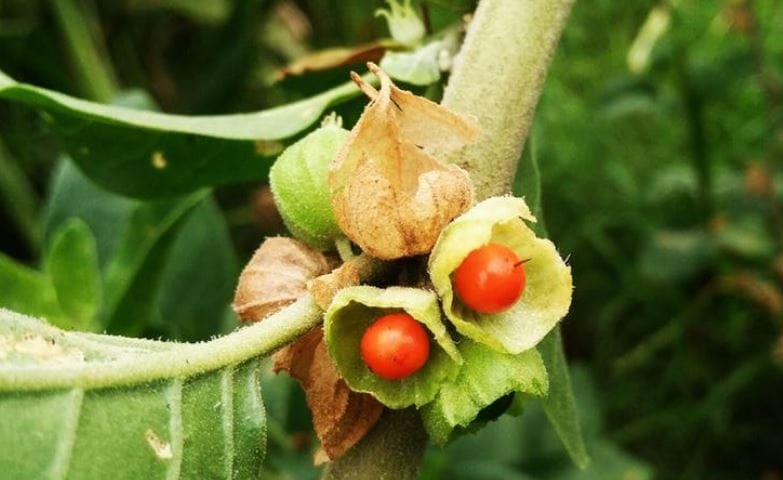 Farmers Can Easily Earn Rs 3 Lakh per acre by Growing Medicinal & Aromatic Plants Farmers Can Easily Earn Rs 3 Lakh per acre by Growing Medicinal & Aromatic Plants