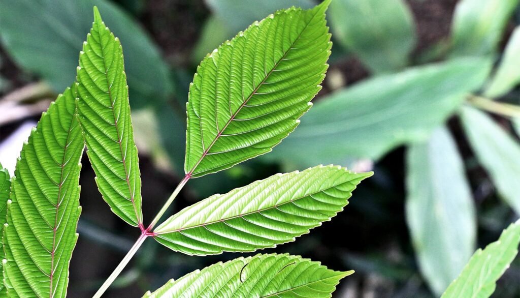 These medicinal plants put brakes on cancer growth These medicinal plants put brakes on cancer growth