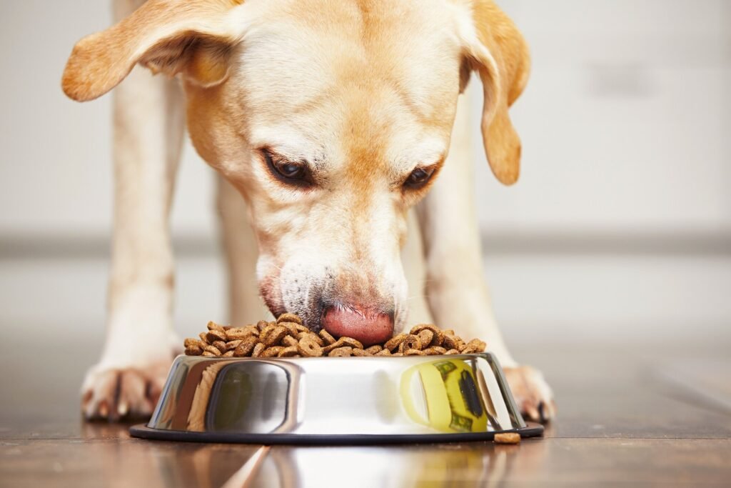 10 Best Dog Foods of 2026, Recommended by Vets 10 Best Dog Foods of 2026, Recommended by Vets