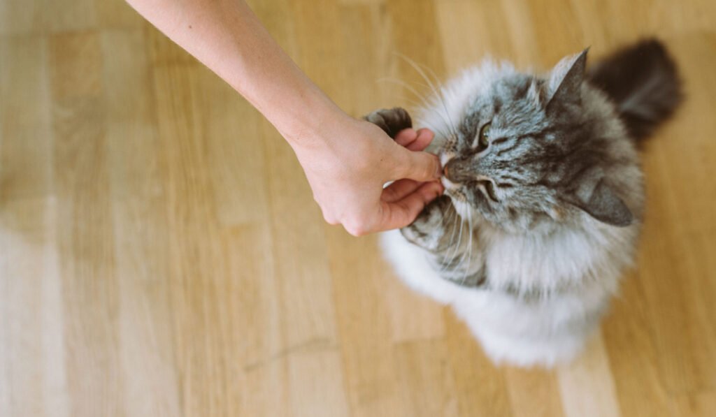 6 Best Cat Joint Supplements of 2026, Recommended by Vets 6 Best Cat Joint Supplements of 2026, Recommended by Vets