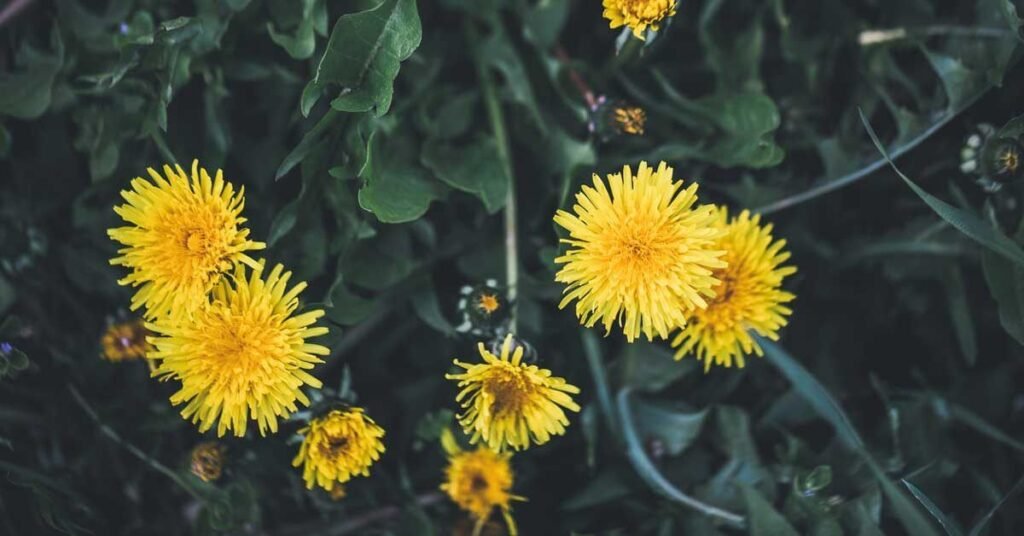 What Are the Benefits of Dandelion? What Are the Benefits of Dandelion?