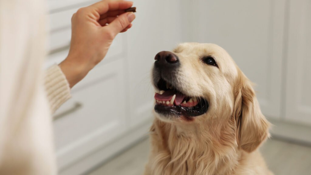 12 Best Dog Supplements in 2026, Vet Recommended 12 Best Dog Supplements in 2026, Vet Recommended