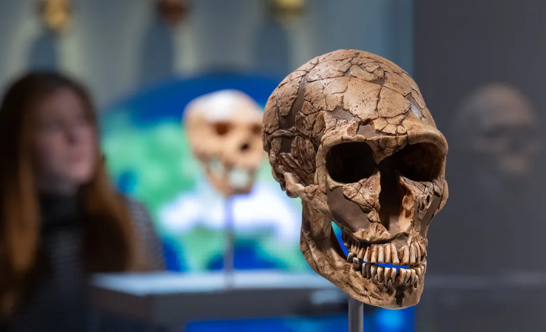 Neanderthal skull