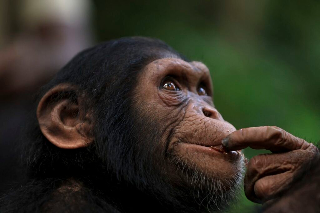 From Chimps Eating Medicinal Plants to Footprints Tracking Our Early Relatives, Here Are the Most Significant Human Evolution Discoveries of 2024 From Chimps Eating Medicinal Plants to Footprints Tracking Our Early Relatives, Here Are the Most Significant Human Evolution Discoveries of 2024