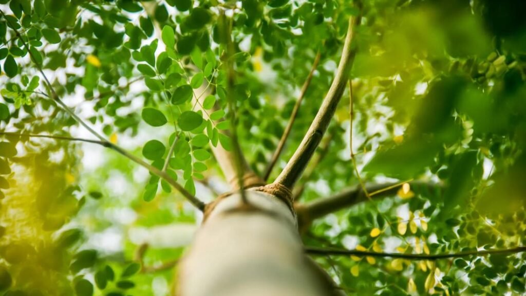 A Quick Introduction to Moringa A Quick Introduction to Moringa