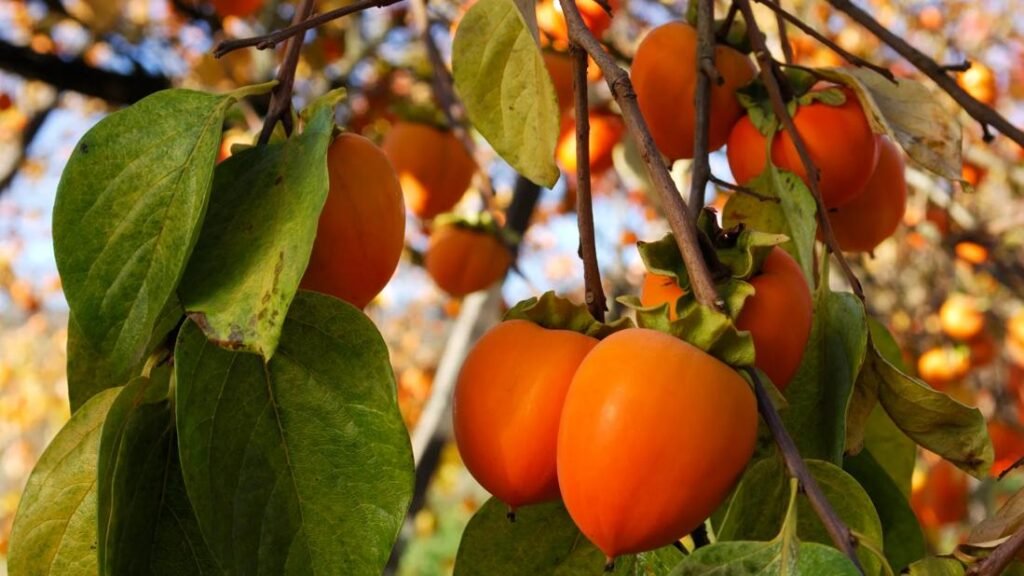 How Healthy Are Persimmons? How Healthy Are Persimmons?