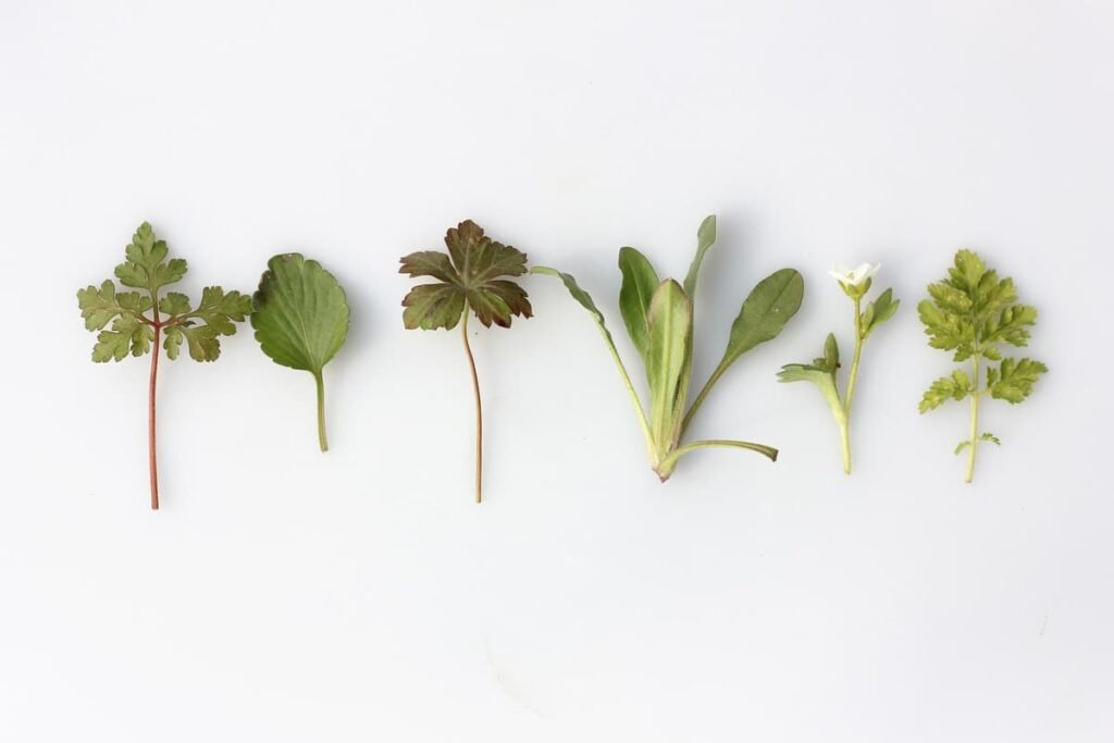 5 herbs to take in the winter, according to a herbalist