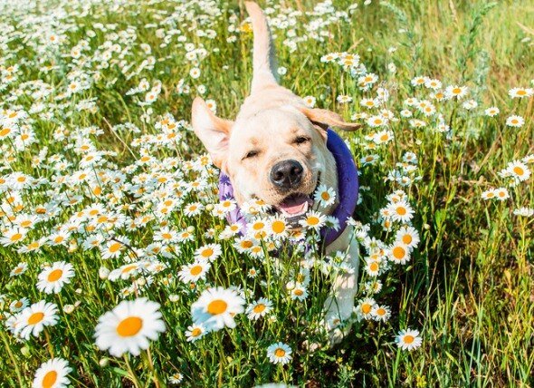 4 Botanicals That Are Natural Anti-Inflammatories for Dogs 4 Botanicals That Are Natural Anti-Inflammatories for Dogs