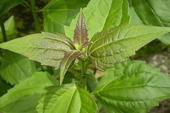8 Benefits of Awolowo Leaf (Ewe Akintola) 8 Benefits of Awolowo Leaf (Ewe Akintola)