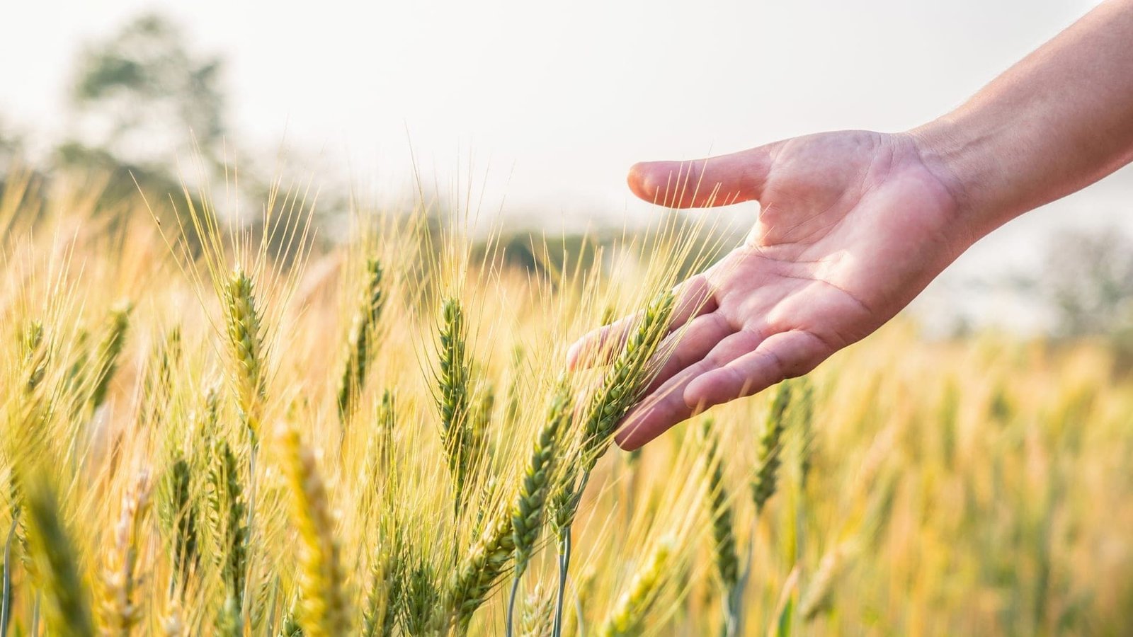 Wheat produces higher yields than ever, but its declining mineral content is raising concerns. Credit: Shutterstock